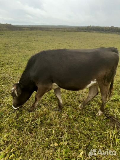 Телки стельные