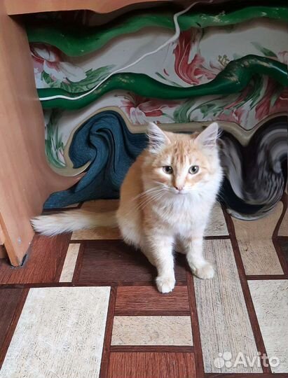 Кошка