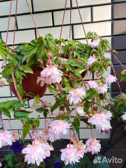 Черенки бегонии