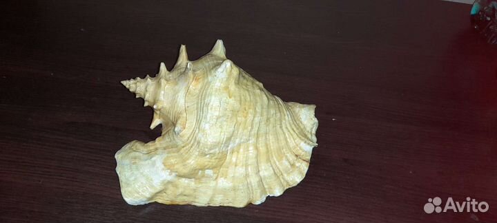 Ракушка морская большая