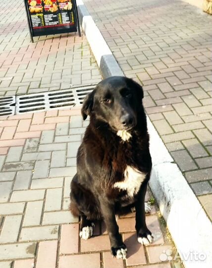 Собака в добрые руки