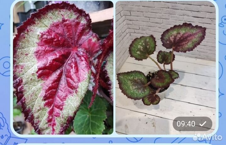 Декоративно-лиственные бегонии