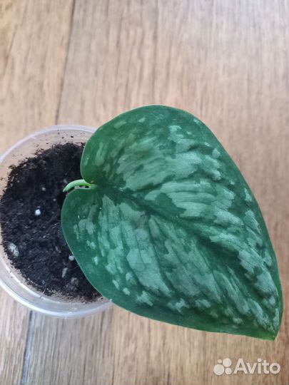 Сциндапсус сортовой