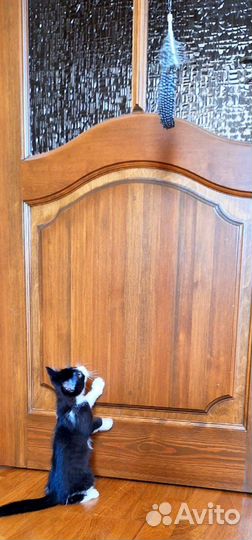 Красивая кошечка Багира, 5 месяцев