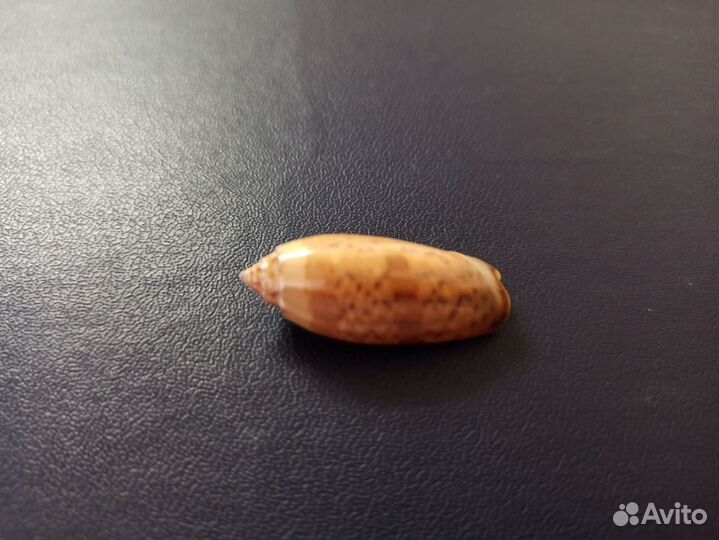 Морская раковина