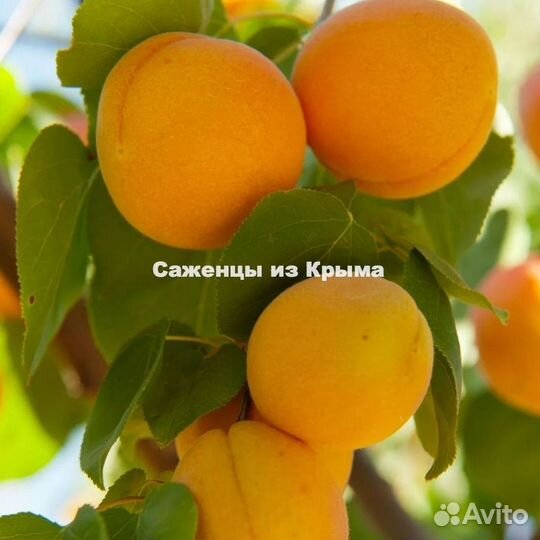 Саженцы Абрикоса Июньский Ранний