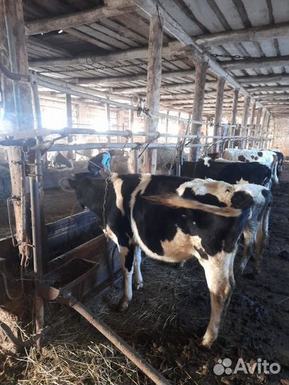 Бычки и телята