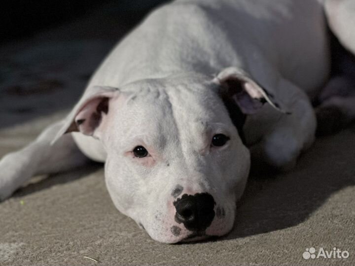 Питбуль кобель вязка
