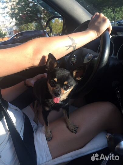 Вязка той-терьер кобель