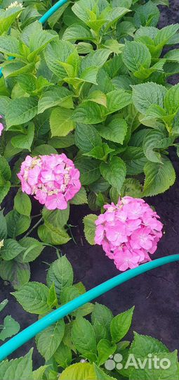 Гортензия крупнолистная садовая