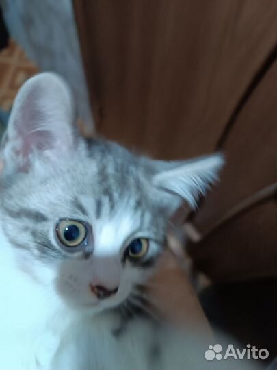 Котик манчкин лонг в дар