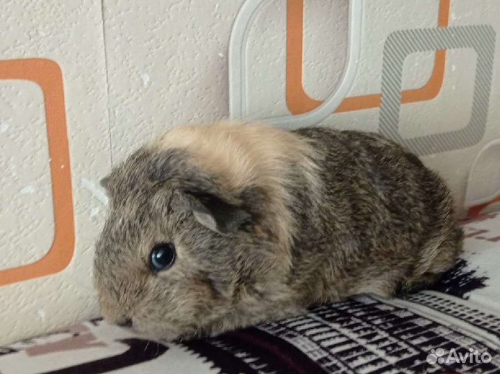 Морская свинка скинни, Тексель, Лункария