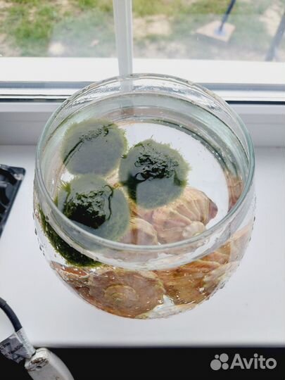 Водоросли моремо