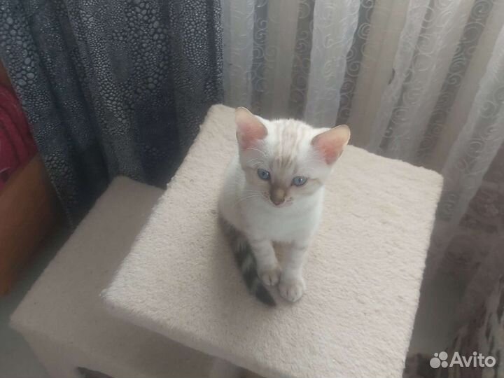 Бенгальские котята
