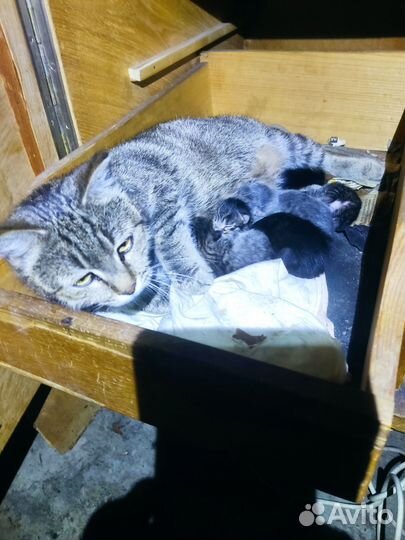 Котята в добрые руки