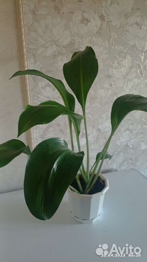 Амазонская лилилия