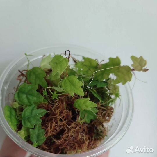 Фикус пумила дуболистный