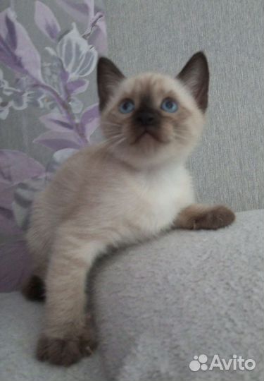 Тайские котята