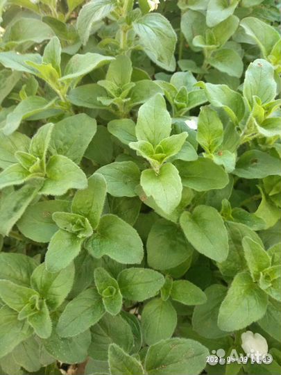 Травы почвопокровные