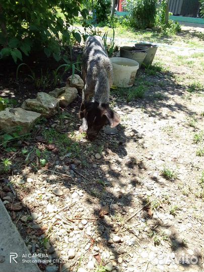 Продаю щенков