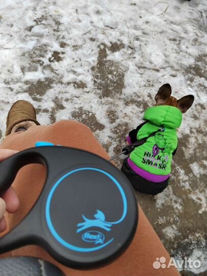 Одежда для собак