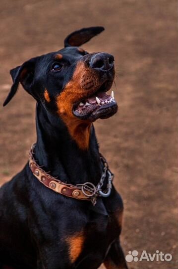 Доберман вязка