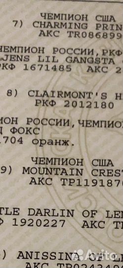 Шпицы Мини Помы РКФ