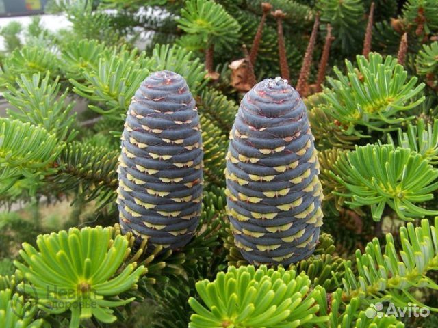 Пихта сибирская