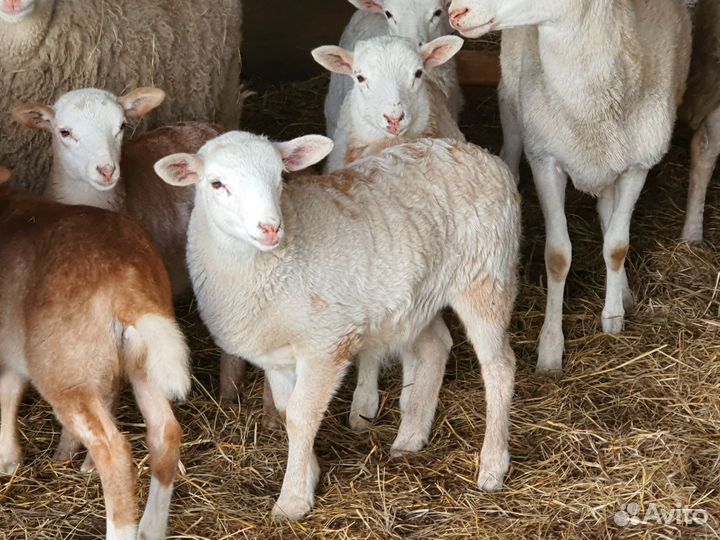 Овцы бараны катумские