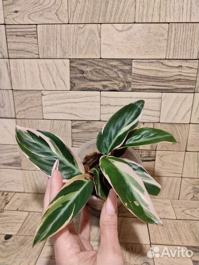 Строманта триколор