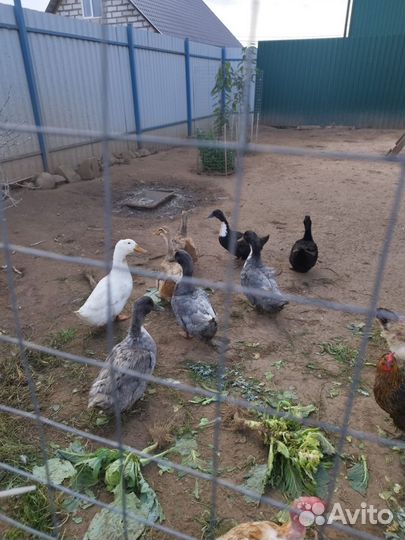 Утки, петухи