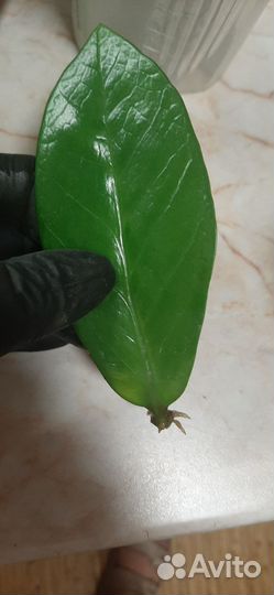 Замиокулькас замиелистный