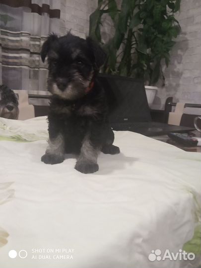 Цвергшнауцер черный с серебром щенки