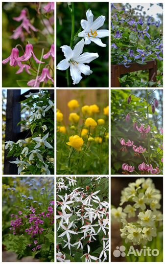 Парадизея, княжик, клематис, многолетники, семена