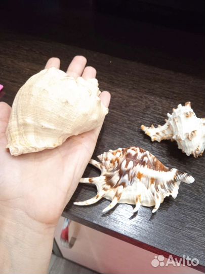 Морские ракушки раковины