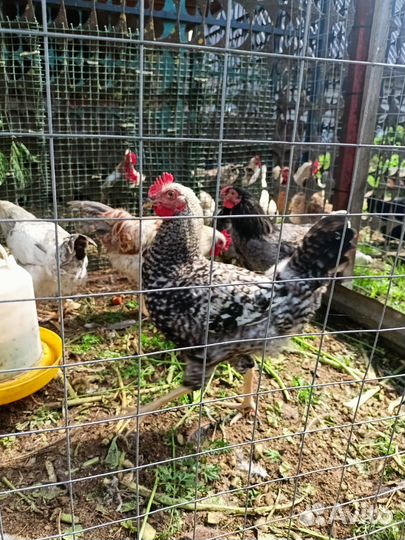 Молодые петухи