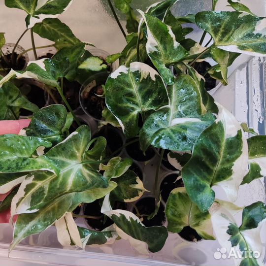 Сингониумы сортовые