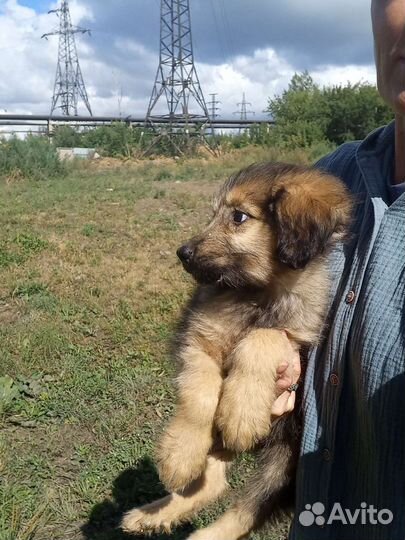 Девчушка сибирячка ищет дом