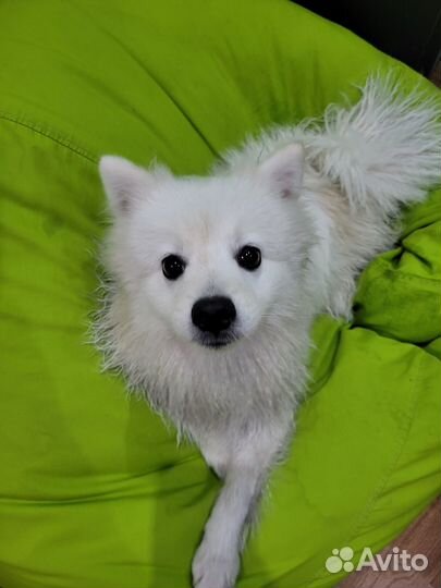 Немецкий шпиц белый Вязка