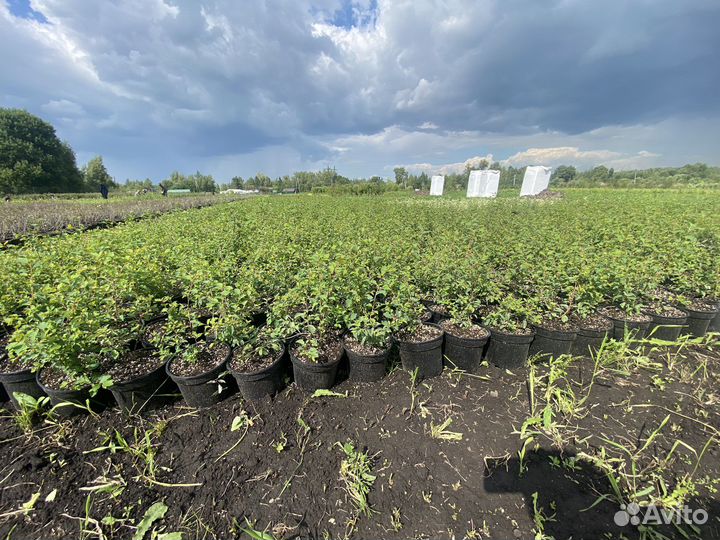 Спирея вангутта