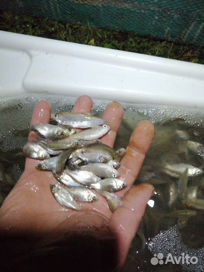 Карась живец