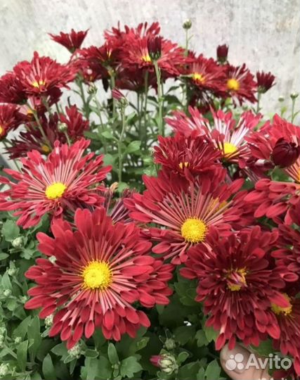 Хризантемы мультифлора хризантемы корейские