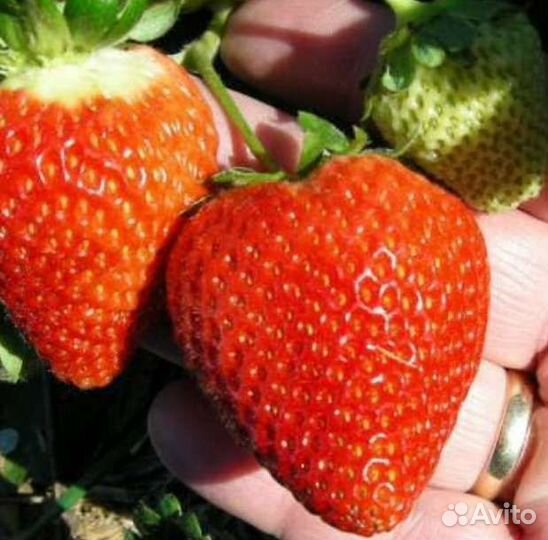 Клубника Сан Андреас