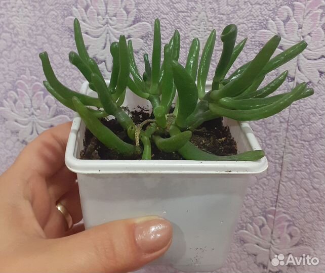 Толстянка Хоббит