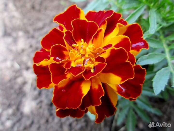 Бархатцы махровые, рассада трех сортов