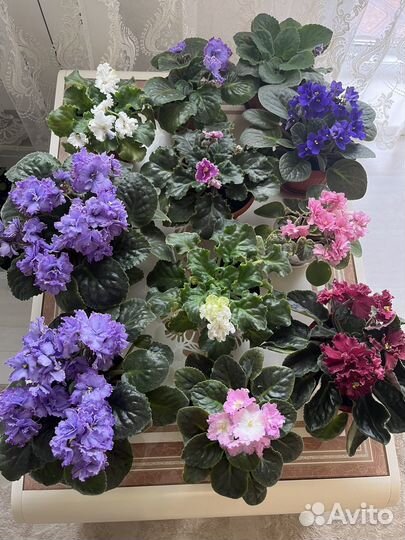 Фиалки цветущие