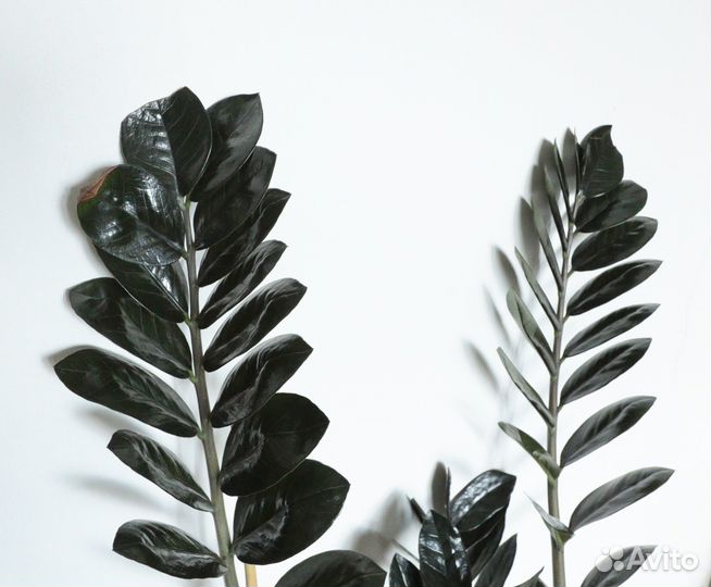 Замиокулькас Черный равен