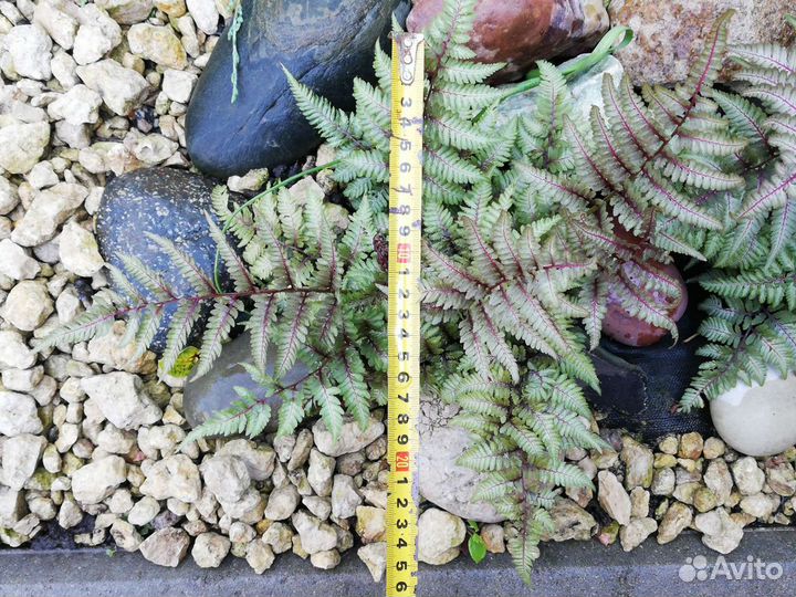 Папоротник серебристый Ред Бьюти