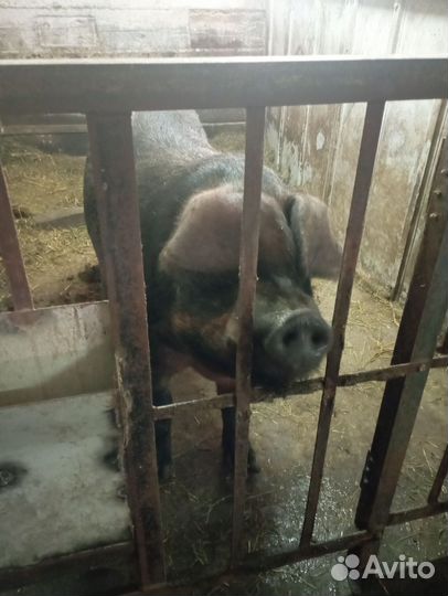 Хряк породы Дюрок