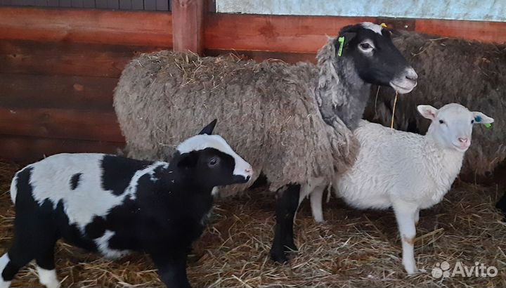 Романовские овцы